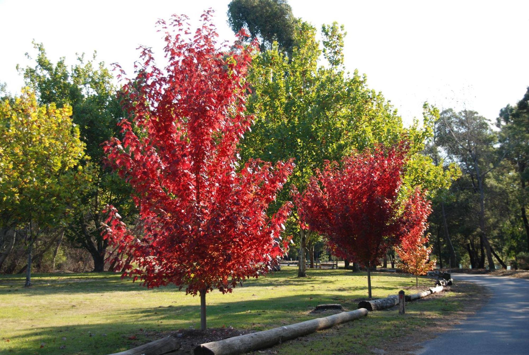 Beechworth Lake Sambell Caravan Park Kültér fotó